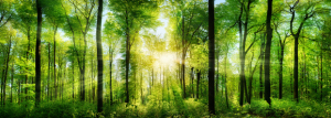 Wald Panorama mit frisch grünen Buchen, die mittig platzierte Sonne wirft schöne Strahlen