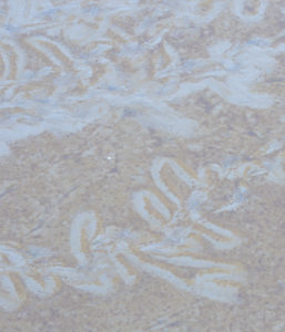 sps1072hintergrund-sand-kopie