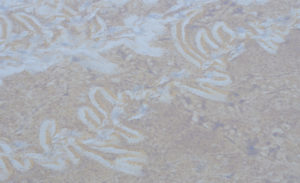sps1087-hintergrund-sand-kopie